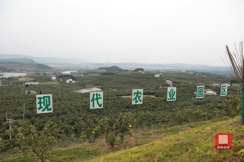 2021年12月26日 梓潼現代農業(yè)產業(yè)園（記者 賴杰 攝）.JPG